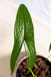 Podolasia stipitata
